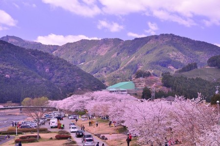 静岡県内各所で今週末から桜祭りが始まります