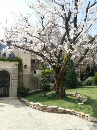 エスプリドナチュールのシンボルである桜が咲きました