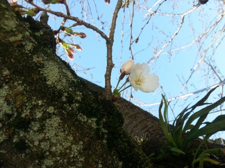エスプリ・ド・ナチュールを見守る桜が花を咲かせました