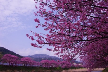 河津町の「河津桜まつり」は来週3月10日まで