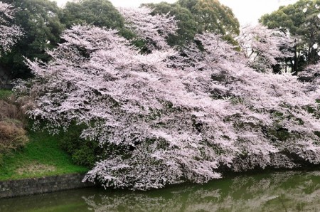 早くお花見に行きたくなる！染井吉野(ソメイヨシノ)のおはなし