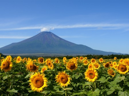 外国人にも愛される日本のシンボル！