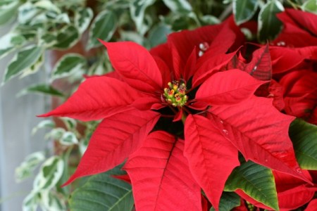 花言葉は「祝福」～ポインセチア～