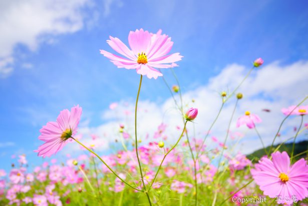 知っていますか？９月のお花のステキな言葉♡